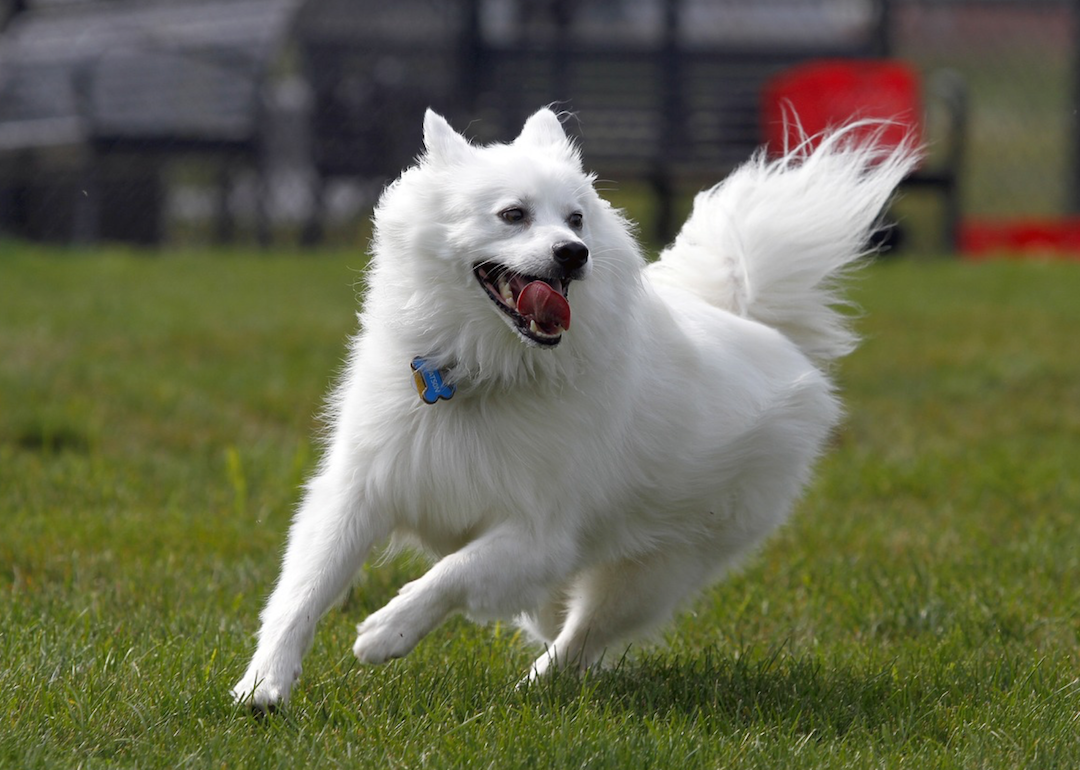 #51. American Eskimo dog (tie)